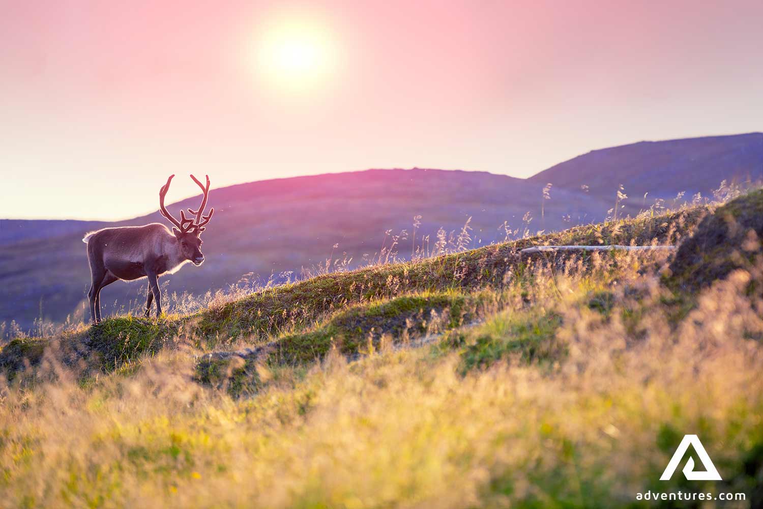raindeer at sunset in finland