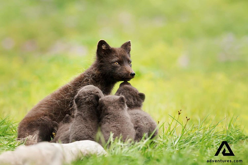 arctic fox with cubs in iceland