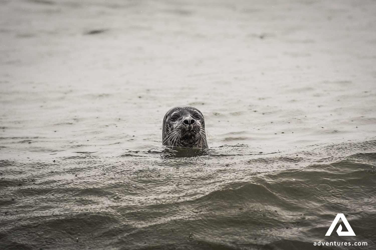 seal curious peeking in iceland