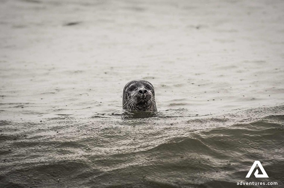 seal curious peeking in iceland