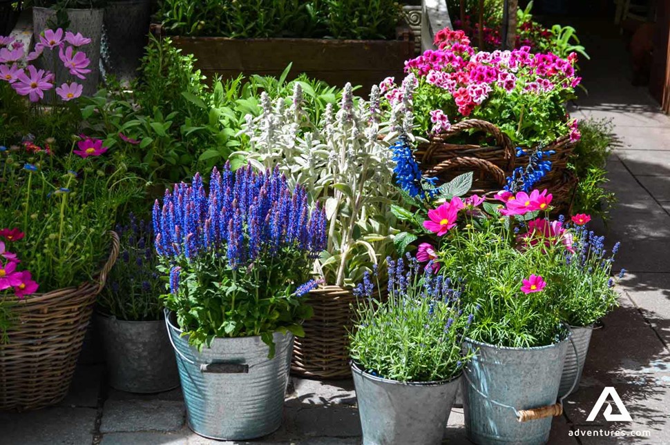 buckets with colourful flowers in iceland