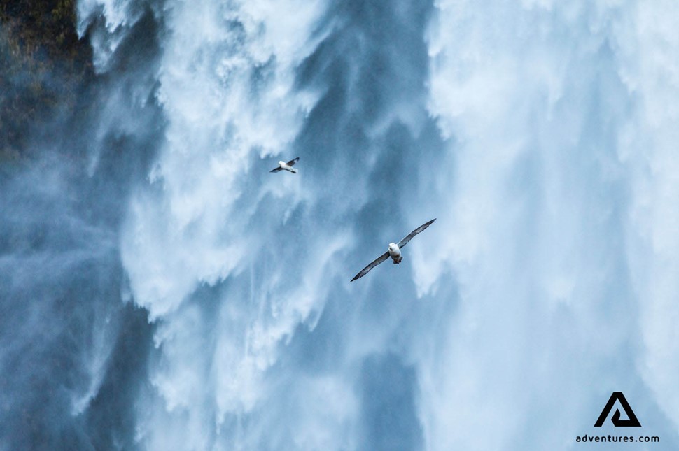 birds flying near skogafoss waterfall in iceland