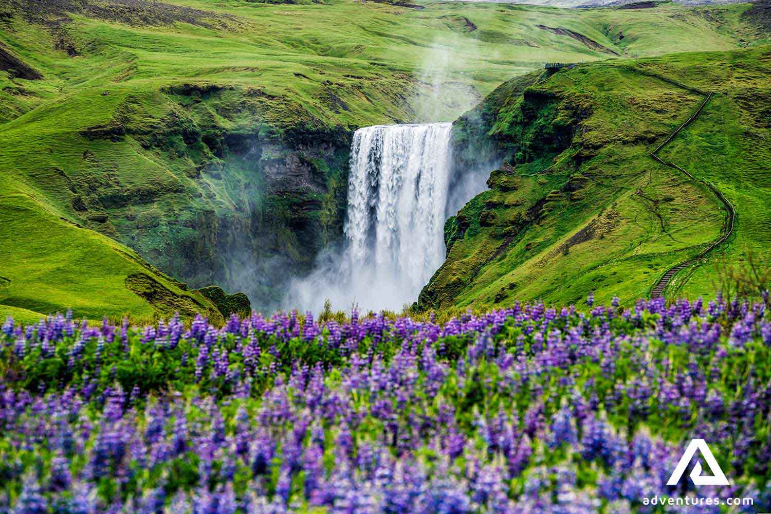 bright purple lupine field near skogafoss