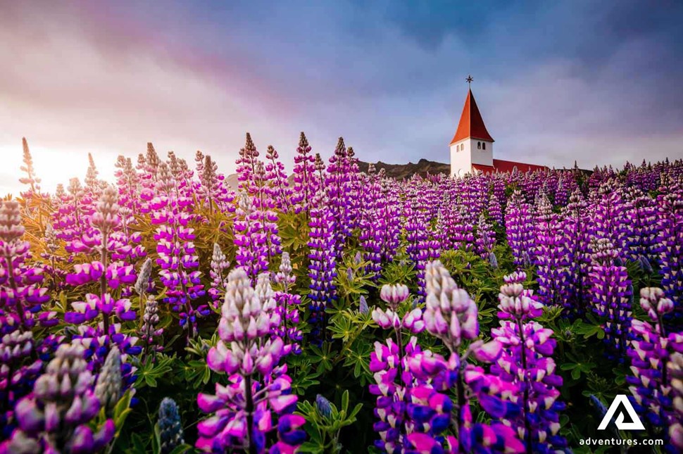 colourful field of lupines in Vik in iceland
