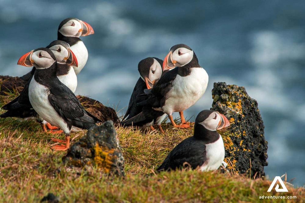 group of puffins in iceland