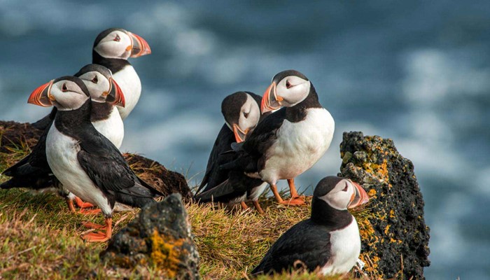small group of puffins in iceland