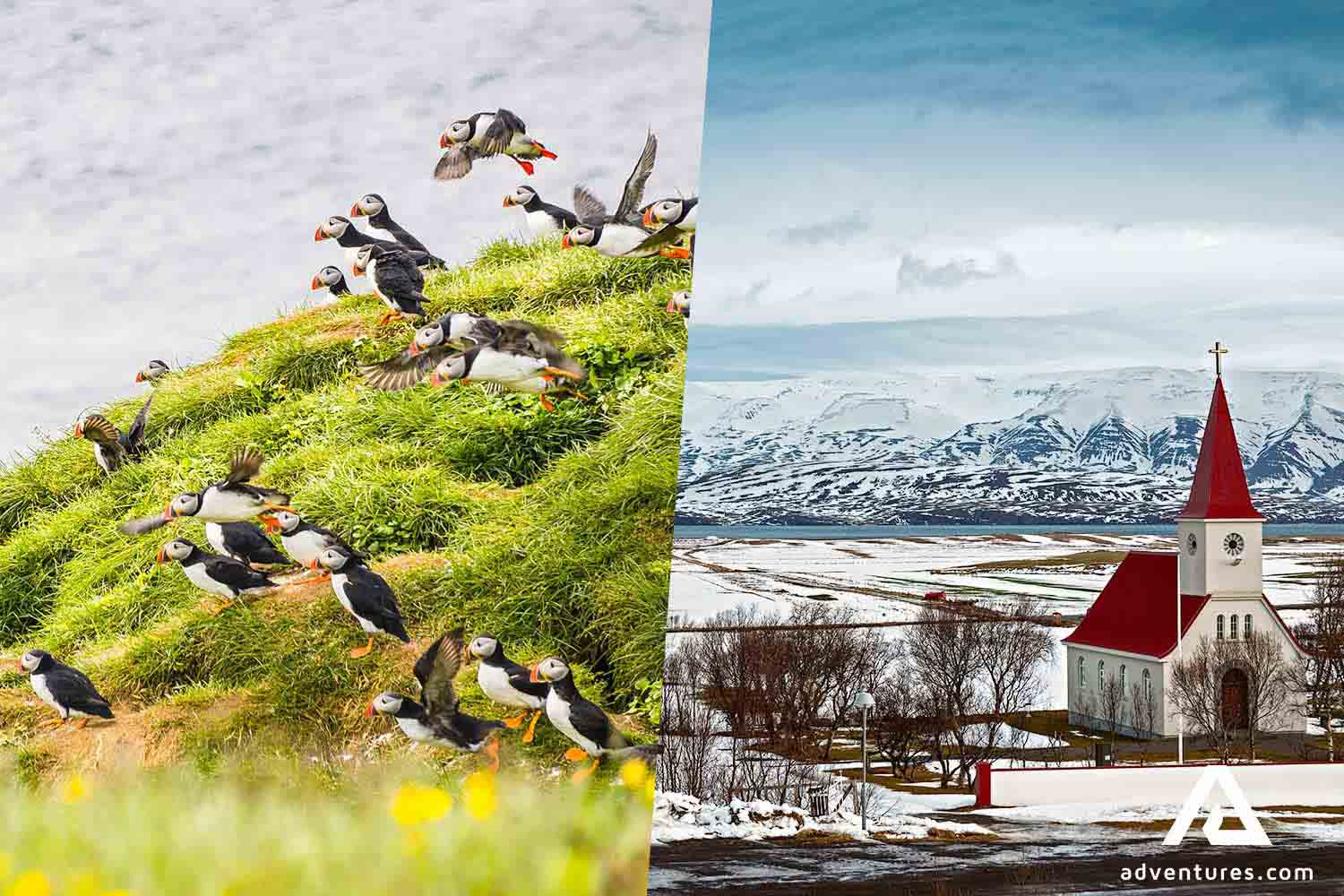 Puffins Flying Cliffs Church Reyjafjordur Peninsula Grimsey Island