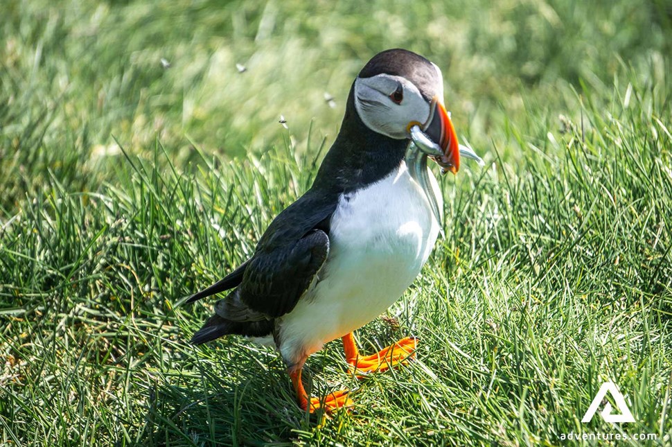puffin bird in Iceland with fish