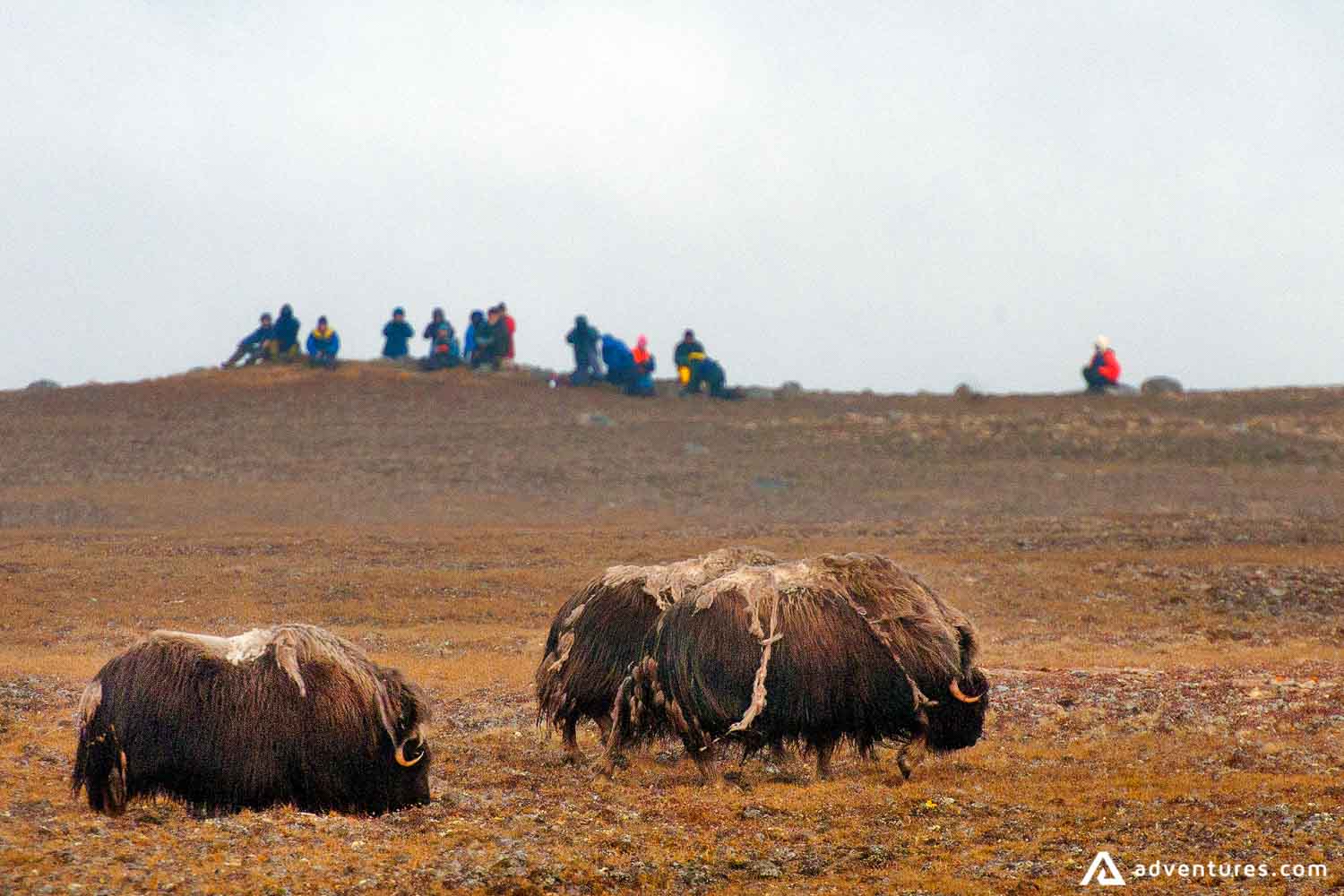 Muskox wildlife exploring
