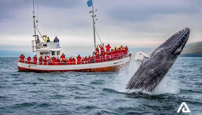 whale breaching near a tour boat in Dalvik