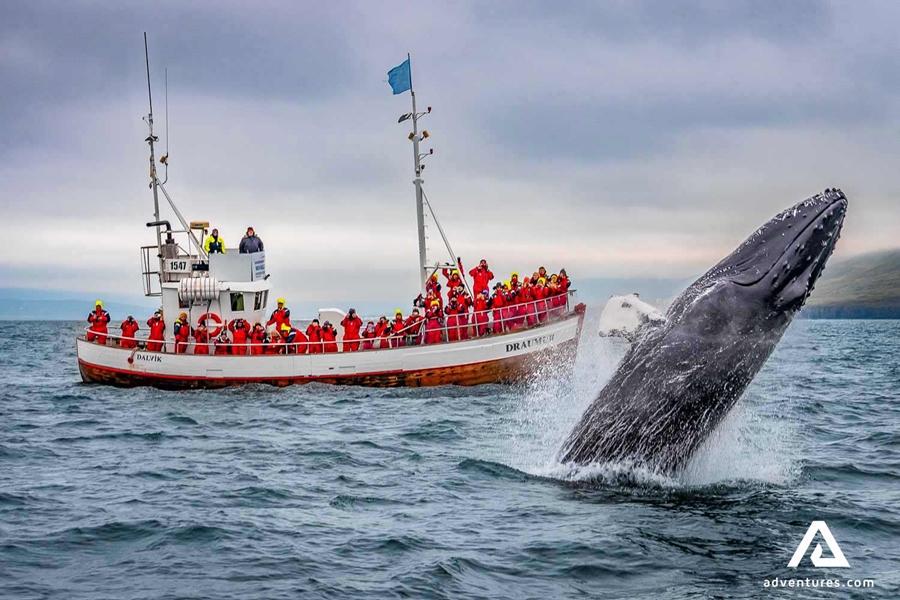whale breaching near a tour boat