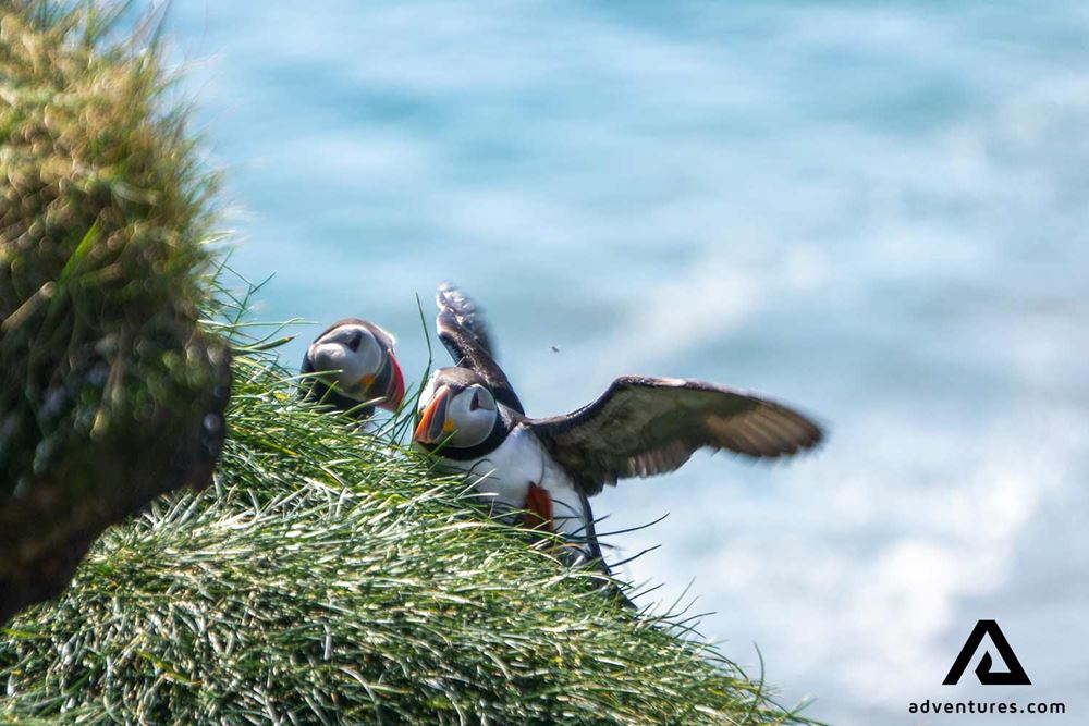 puffin trying to fly off the cliff