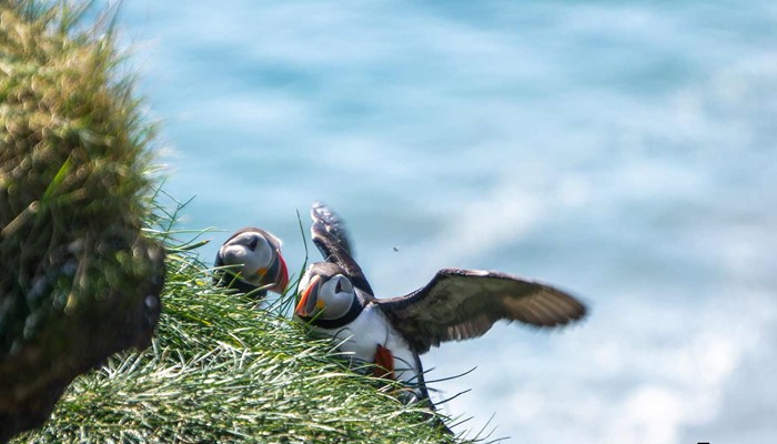 puffin trying to fly off the cliff in ingolfshofdi