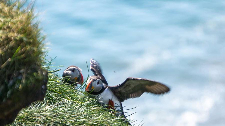 puffin trying to fly off the cliff