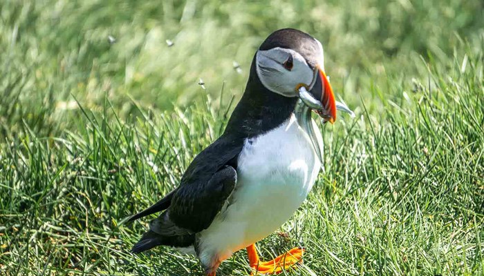 small puffin with fish in the beak in summer