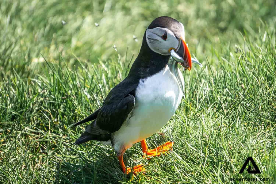 small puffin with fish in the beak