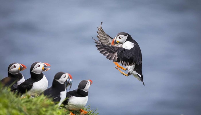 atlantic puffin landing in the south coast in Iceland
