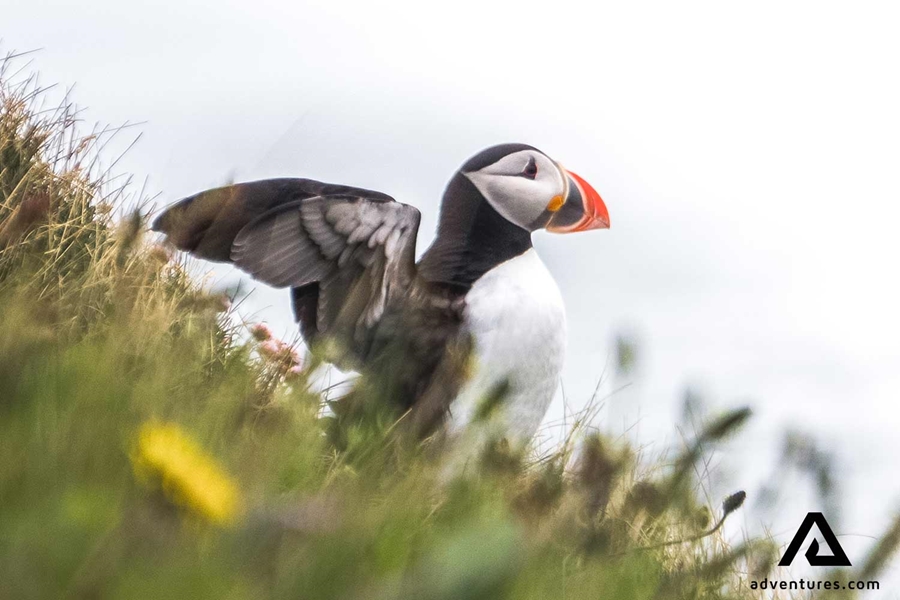 atlantic puffin spreading wings