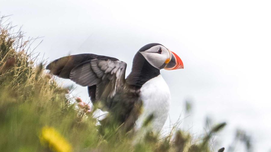 atlantic puffin spreading wings