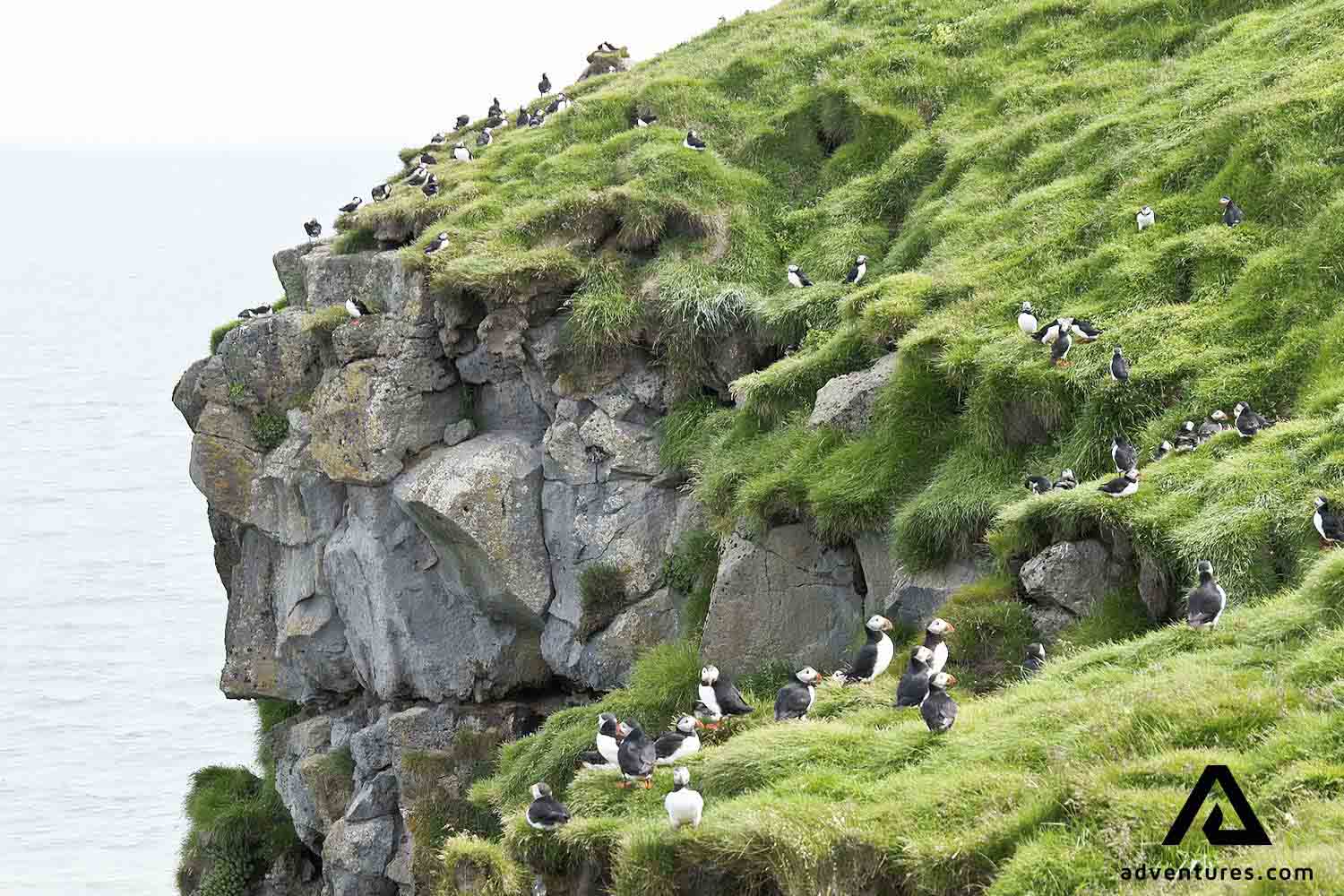 a lot of puffins on a green mossy cliff