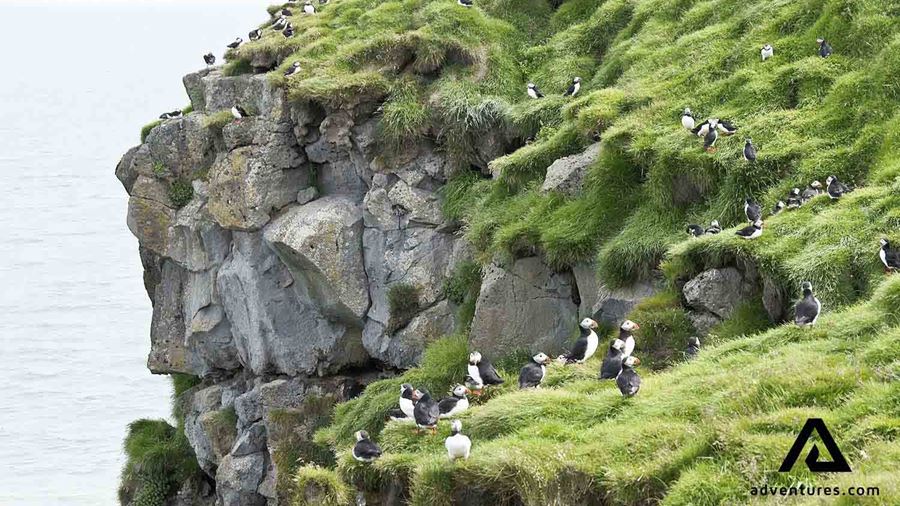 a lot of puffins on a green mossy cliff