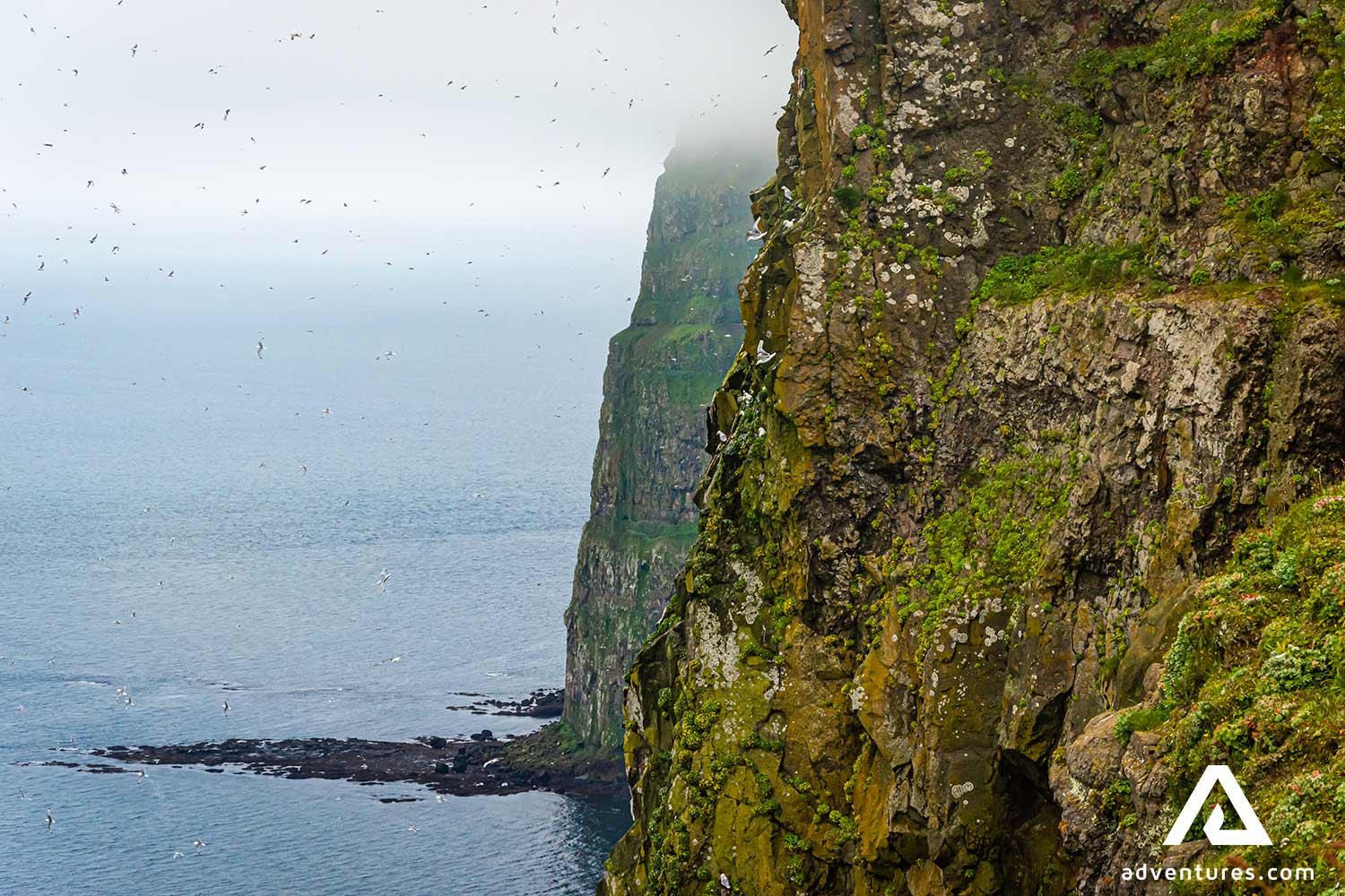 Birds near a cliff