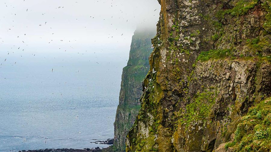 Birds near a cliff