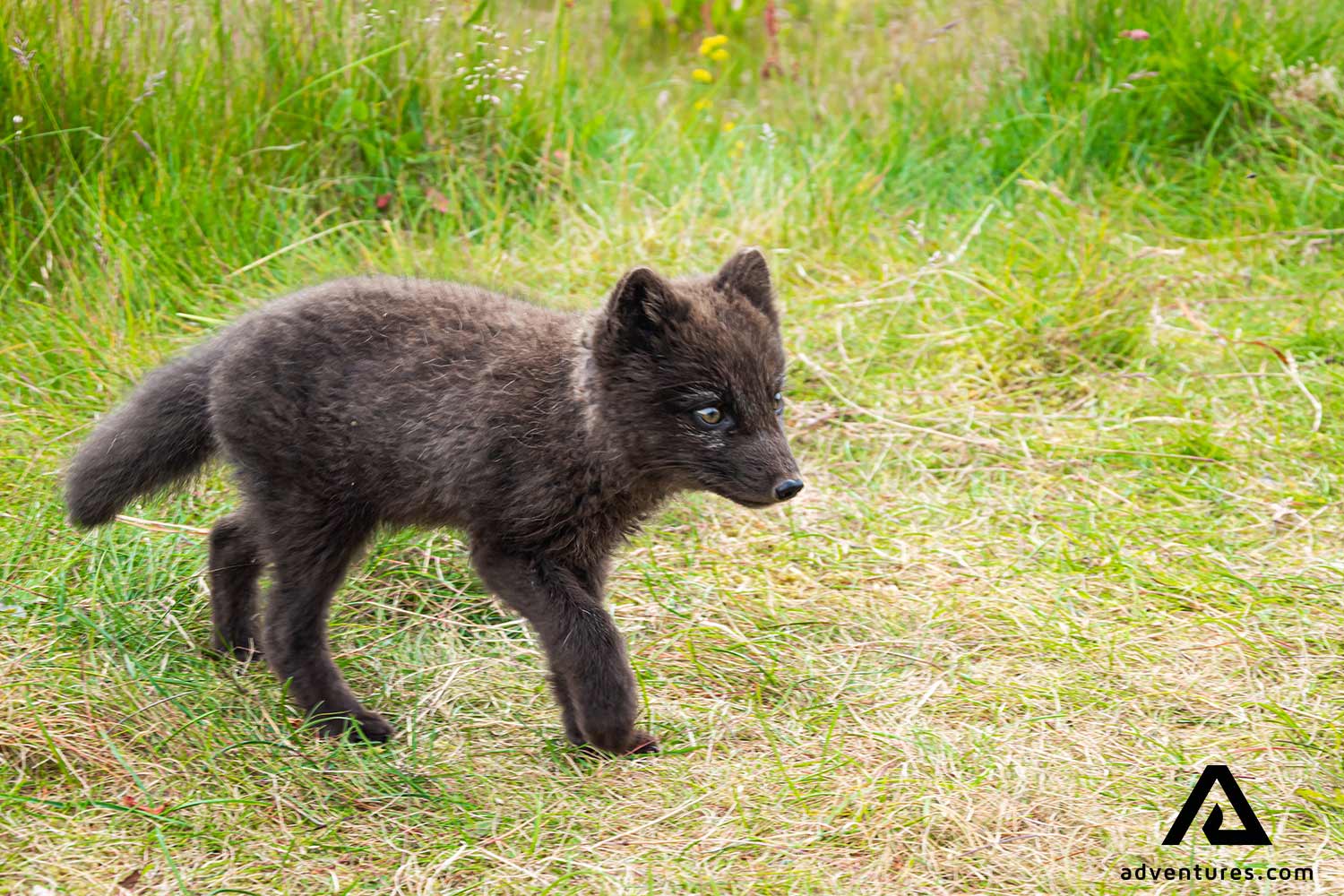 Arctic fox cub