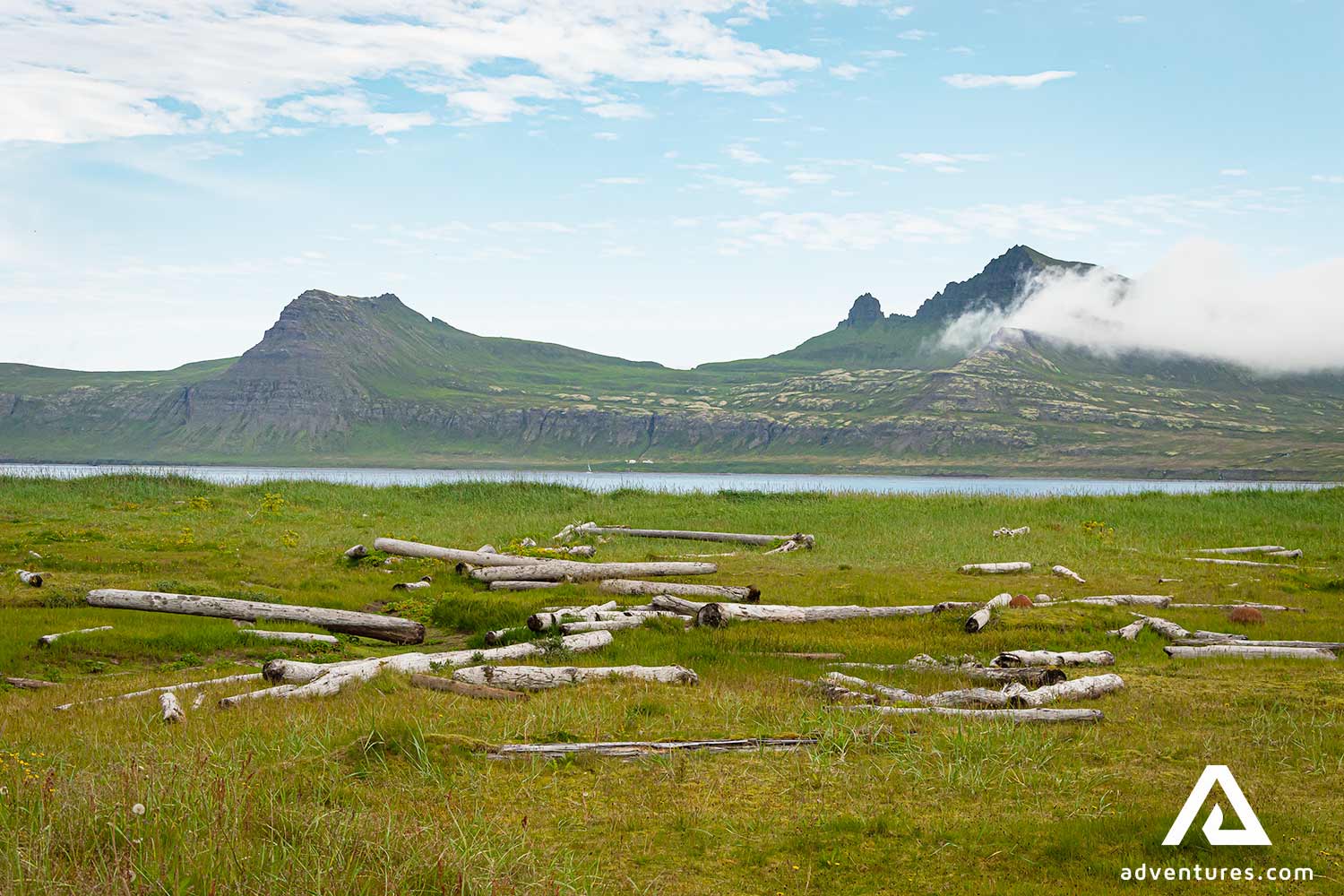 Tree logs near Westfjords