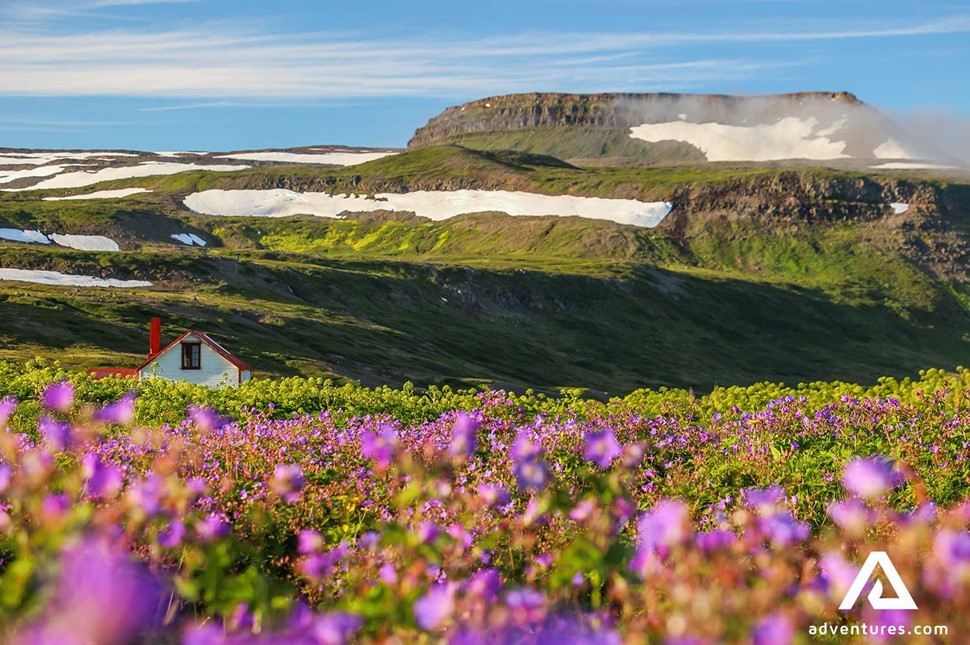 Colourful lupines field in Westfjords