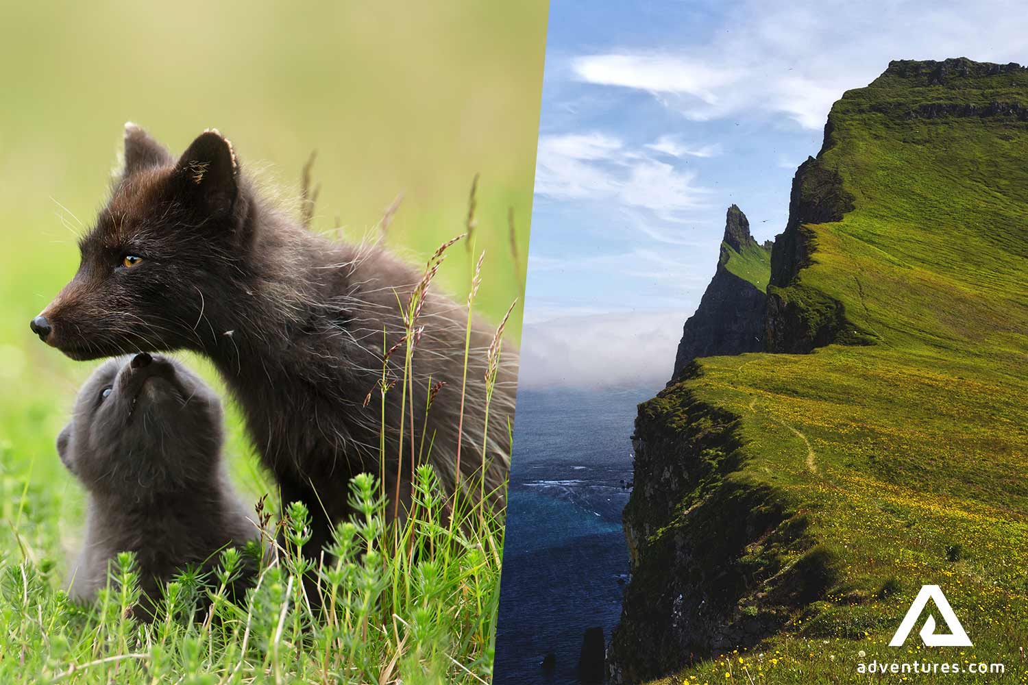 Arctic fox watching in Hornstrandir