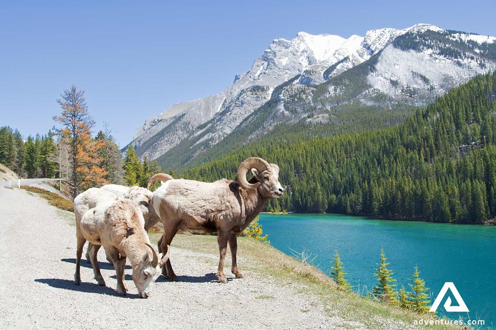 bighorn sheep in canadian park