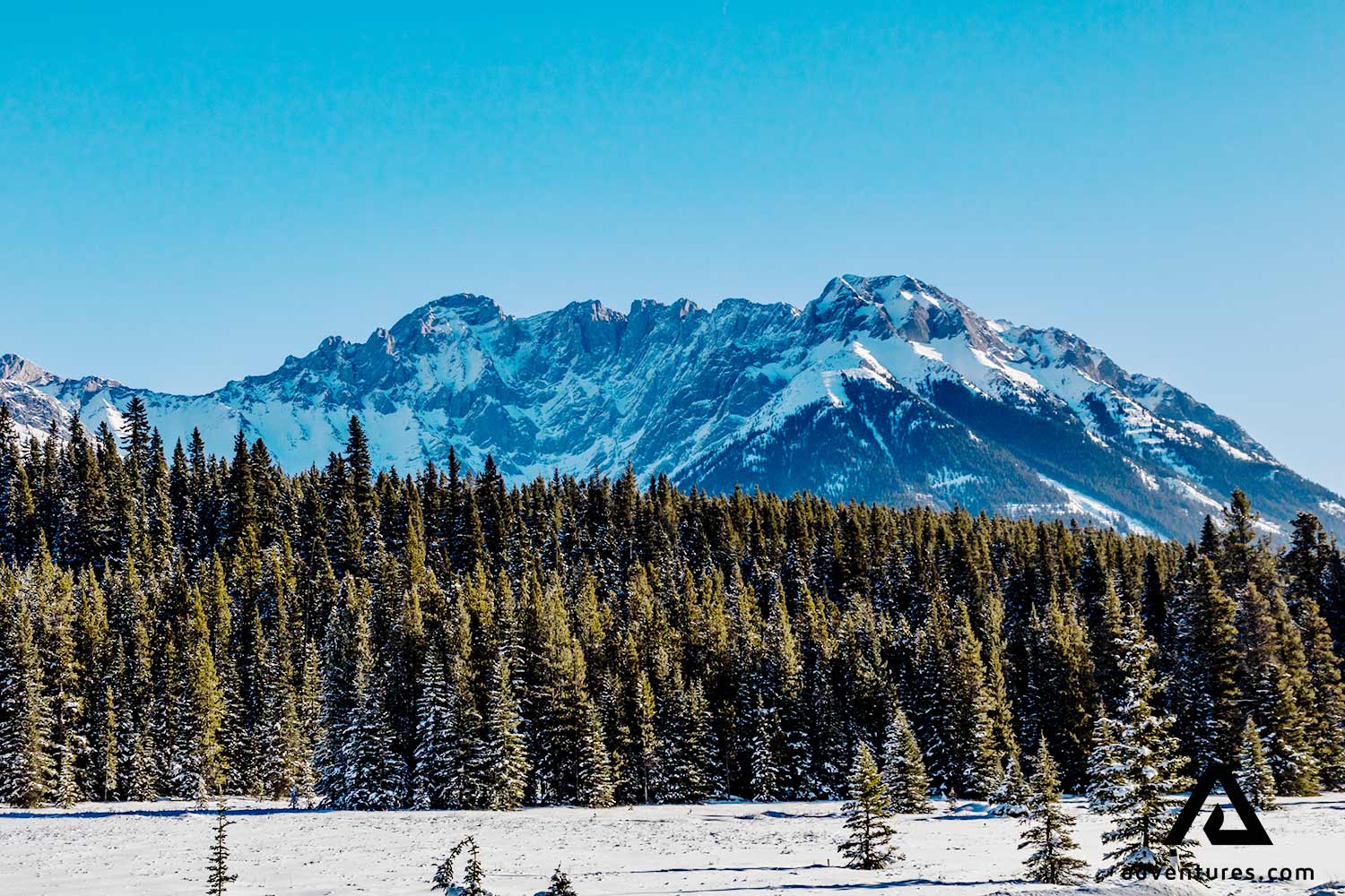 pine forest trees near mount shark peter lougheed