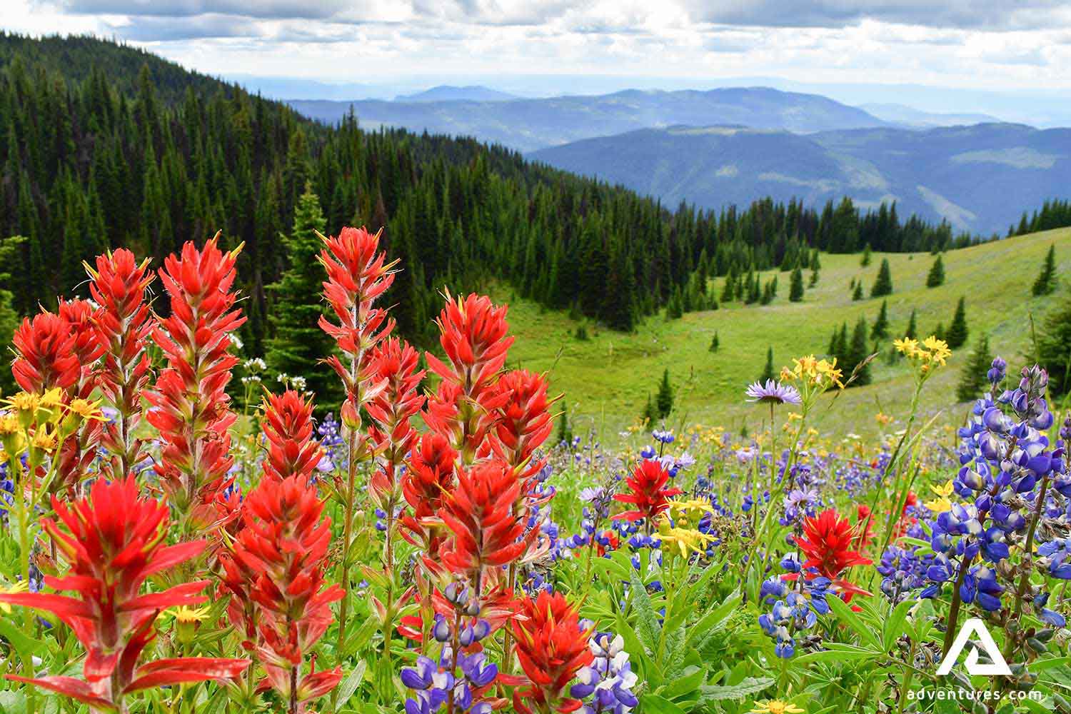 colorful summer flowers in canada