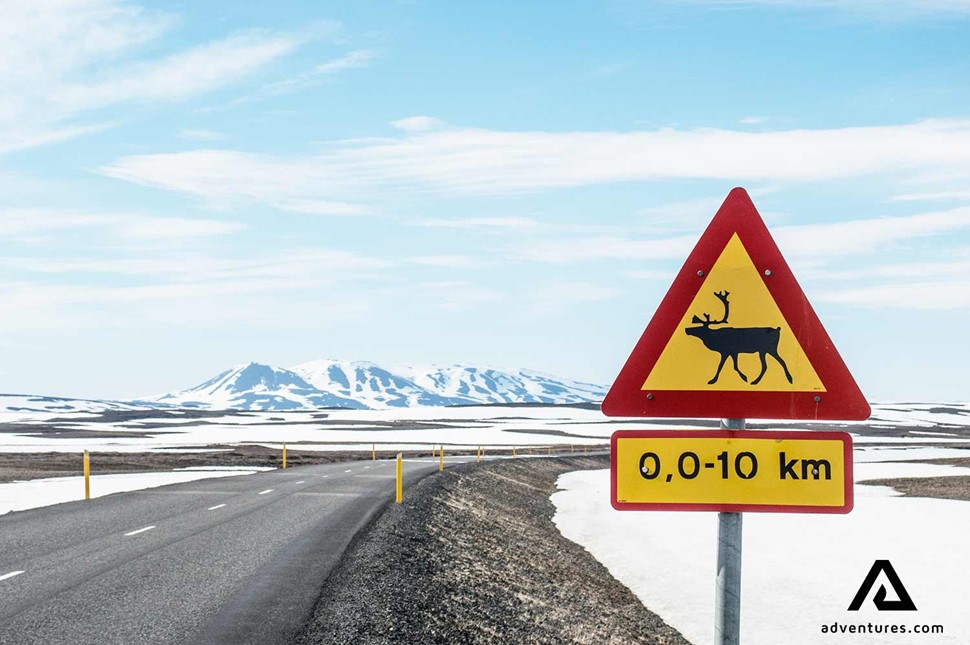 beware of reindeer road sign
