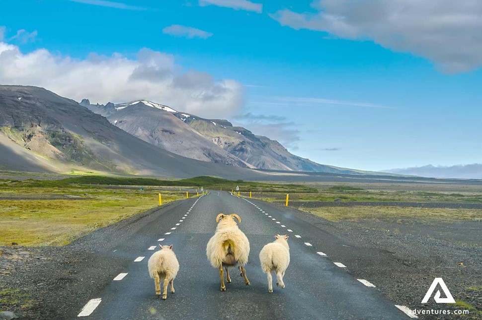 sheep walking on a road in iceland at summer