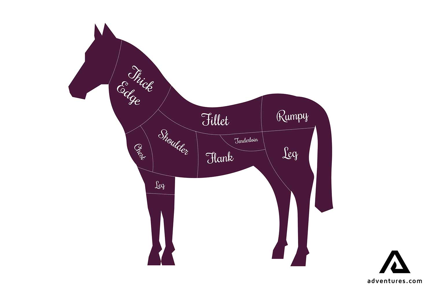 5 Facts About the Icelandic Horse