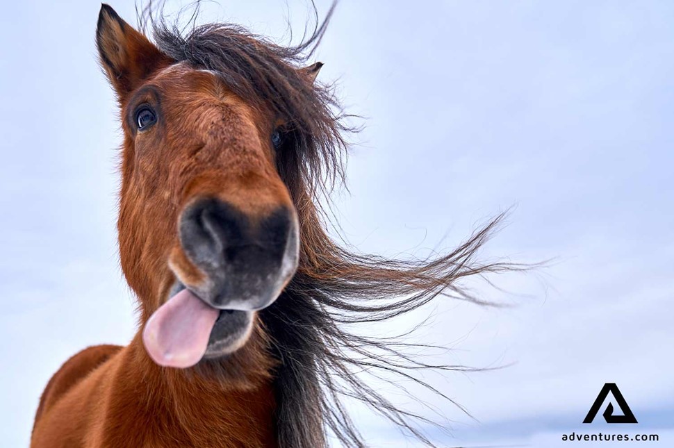 icelandic horse sticking the tongue out