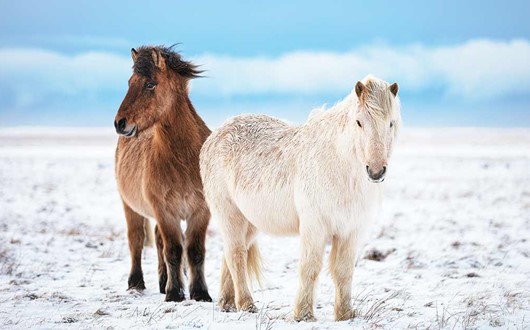 5 Facts About the Icelandic Horse 