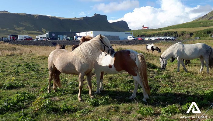 two horse playing around in south Iceland