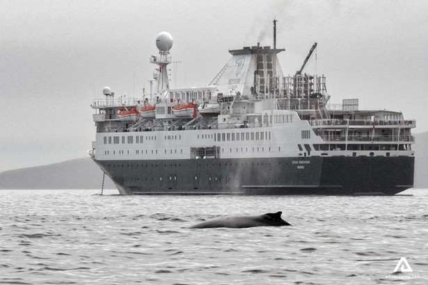 Cruise Ship and whale