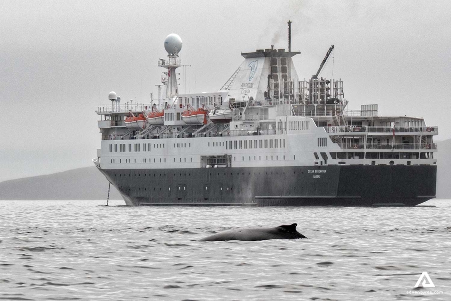 Whale breaching behind cruise ship