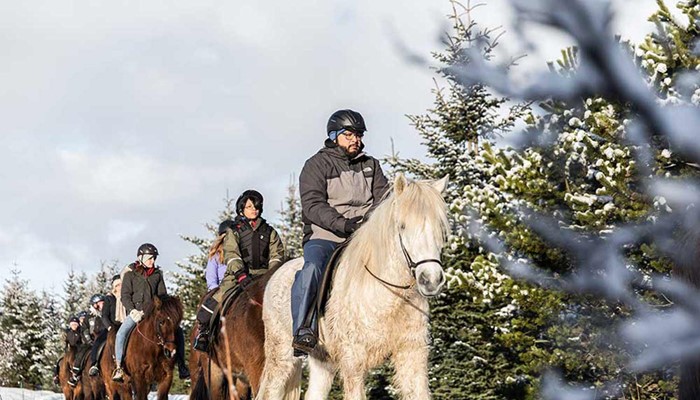 riding icelandic horses in winter