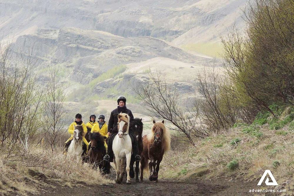 walking with horses to a hill