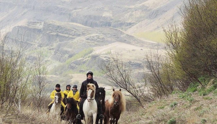 walking with horses to a mountain in Iceland