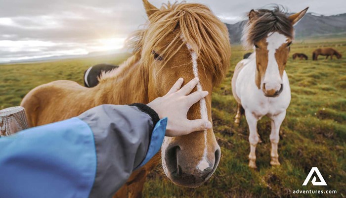 petting two friendly icelandic horses in a field