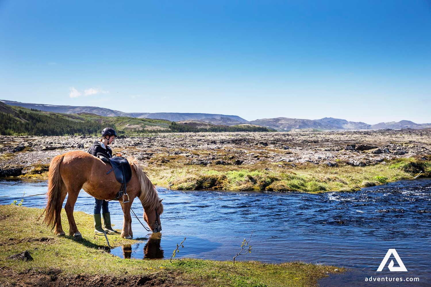 a horse drinking water from a small river in Iceland