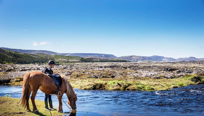 a horse drinking water from a small river in Iceland