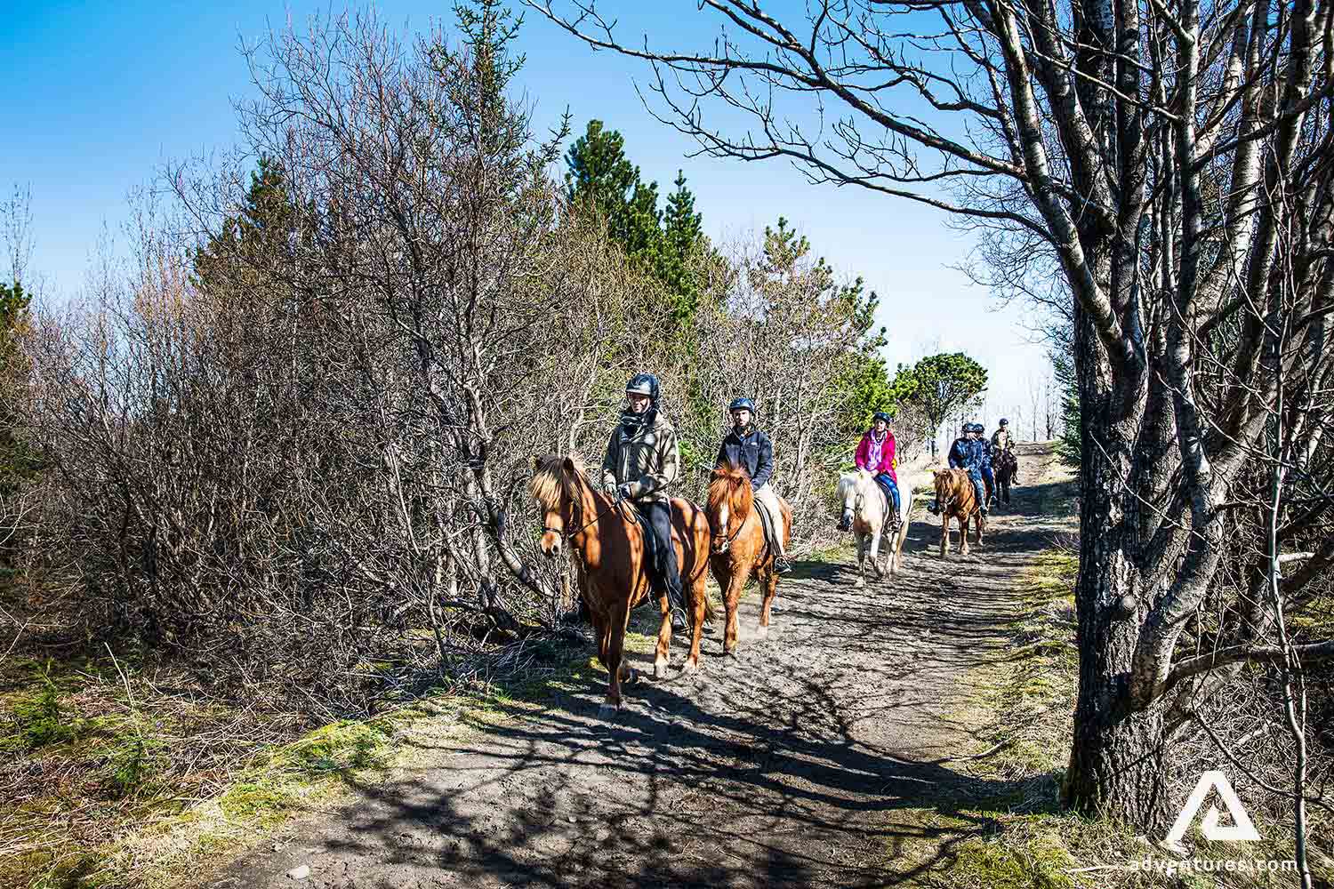 riding horses in iceland through a small forest in spring