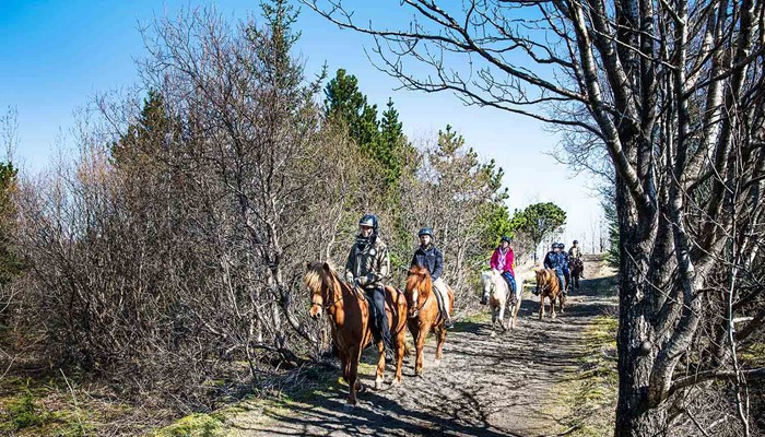 riding horses in iceland through a small forest in spring